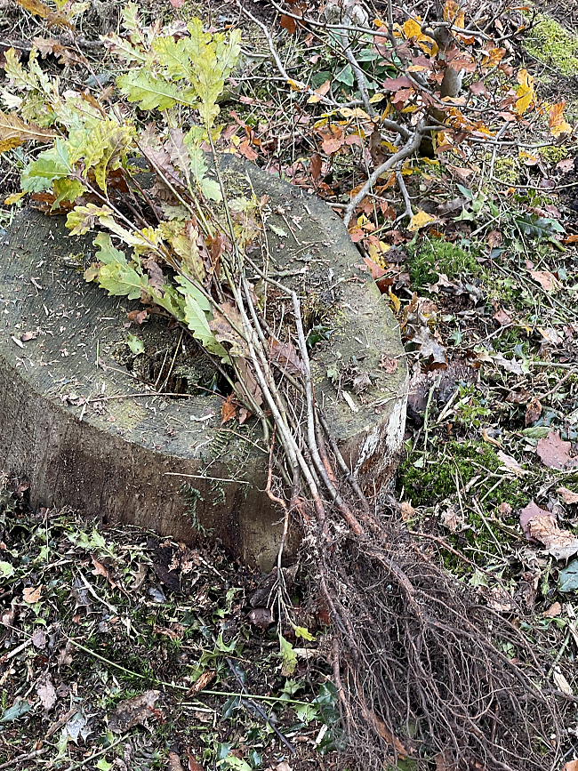 Pflanzaktion im Aachener Wald - junge eichen